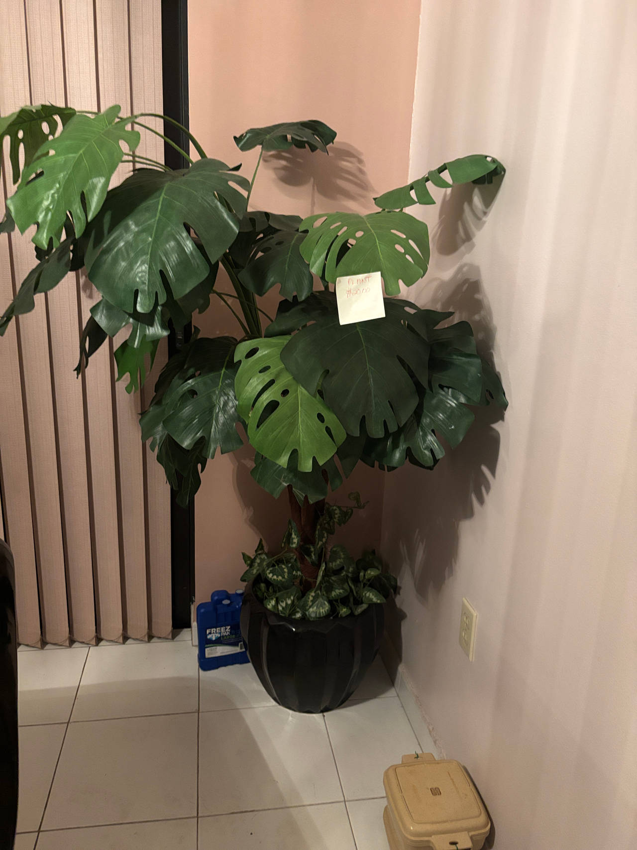 Monstera Deliciosa Houseplant
