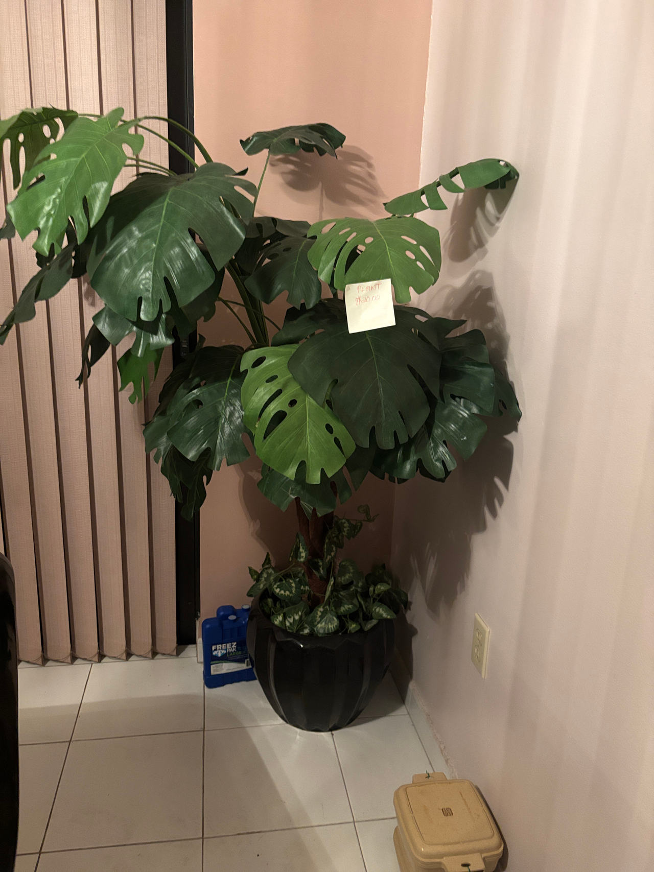 Monstera Deliciosa Houseplant