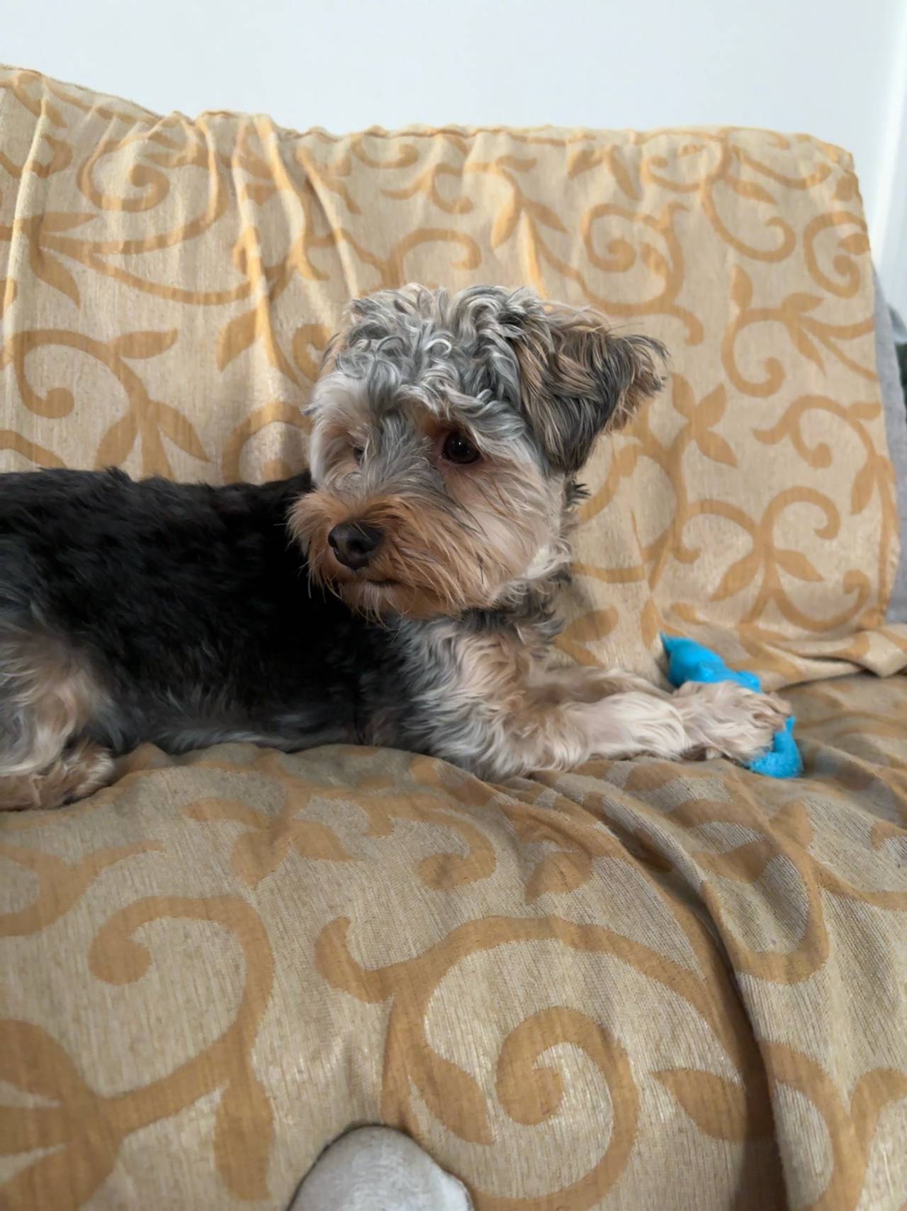 Yorkshire Terrier (Yorkie) Dog