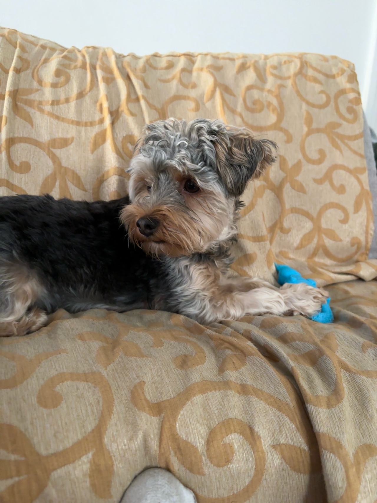 Yorkshire Terrier (Yorkie) Dog