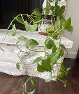 Golden Pothos Houseplant in Drip Glaze Ceramic Pot - Image 2