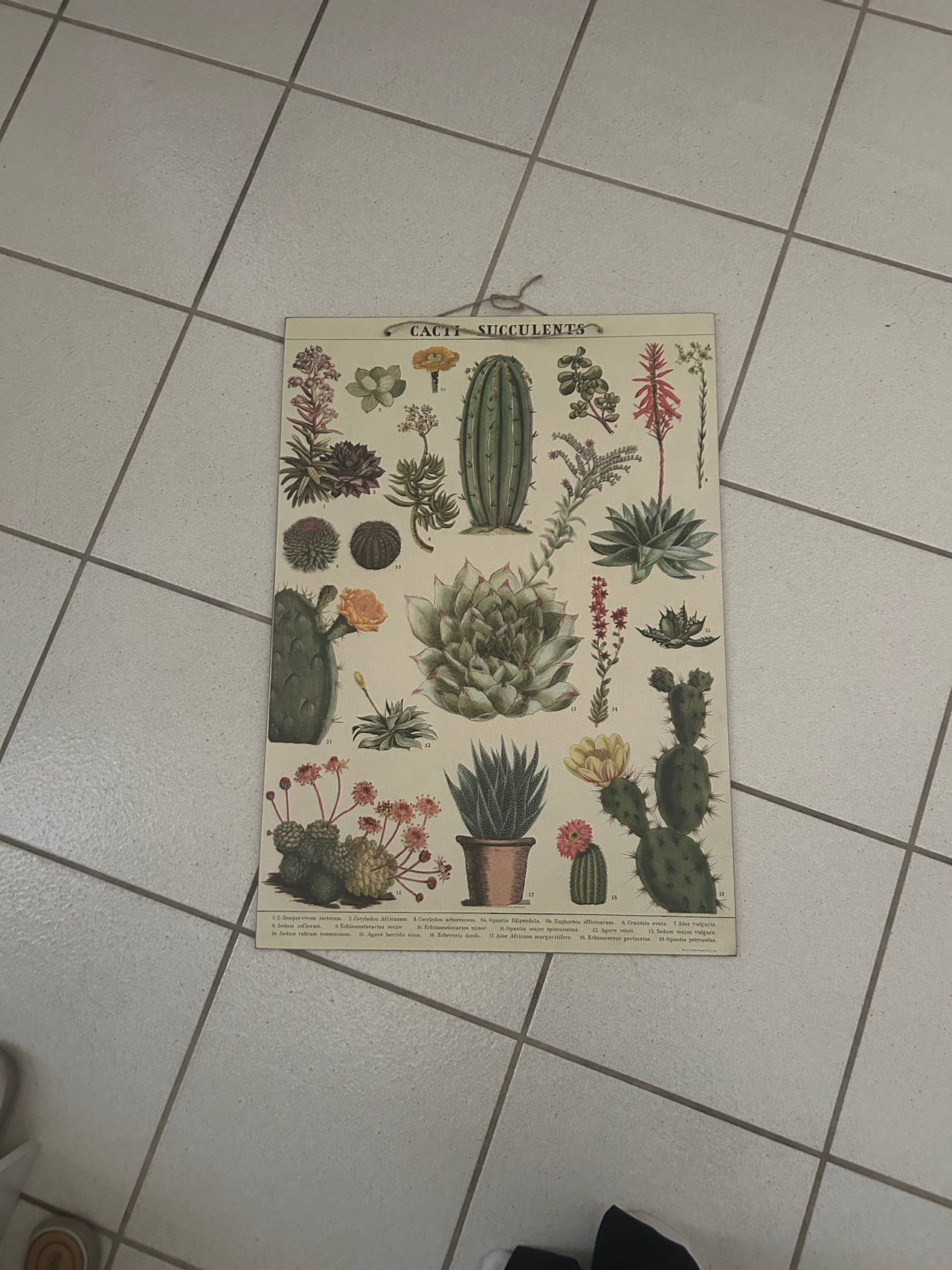 Cacti & Succulents Botanical Poster