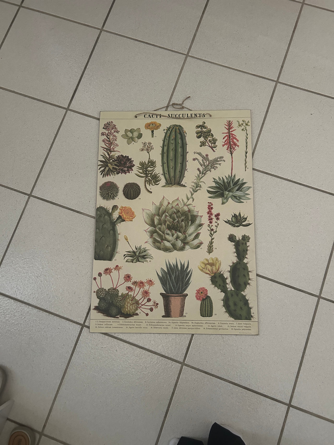 Cacti & Succulents Botanical Poster