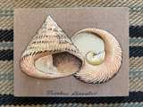 Vintage 3D Fabric Seashell Botanical Wall Art Set - Image 2