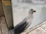 Large Seagull Canvas Wall Art - Image 2