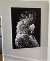 HUGE Black Cockatoo framed Canvas Art Print RRP $485 - Image 2
