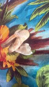 Animal Molar Teeth Oddities - Image 5