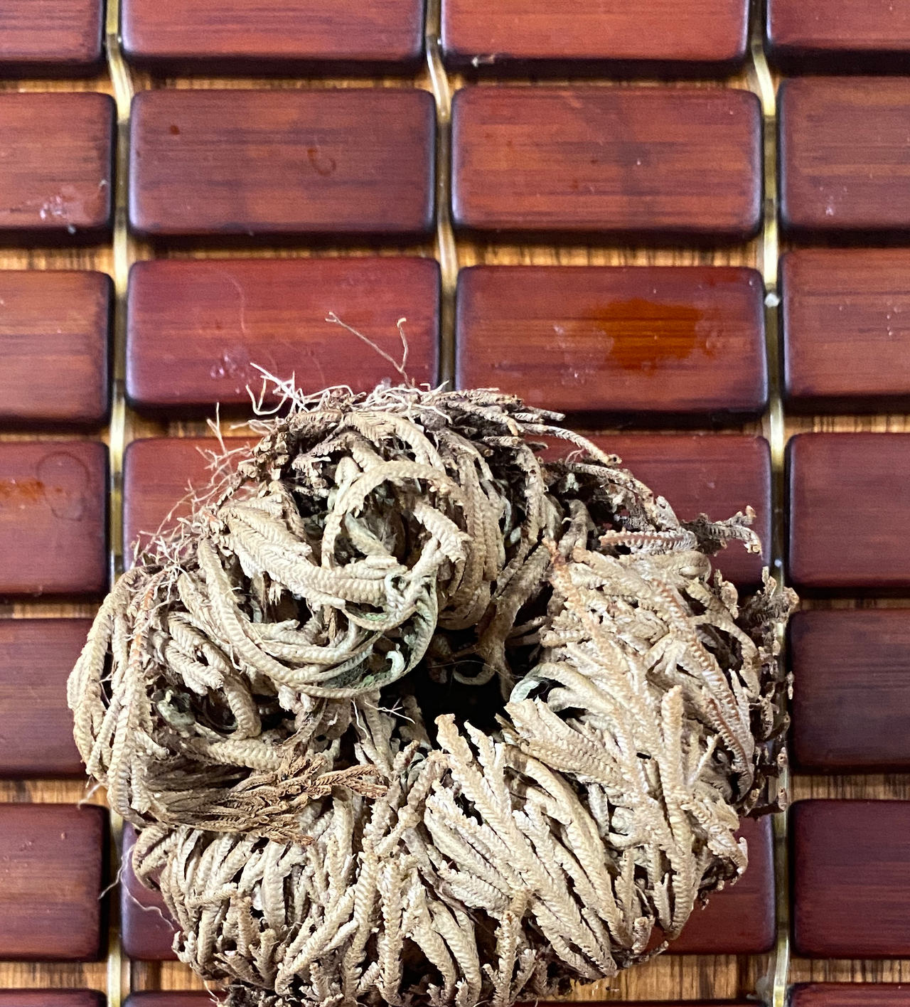 Rose of Jericho (Resurrection Plant)