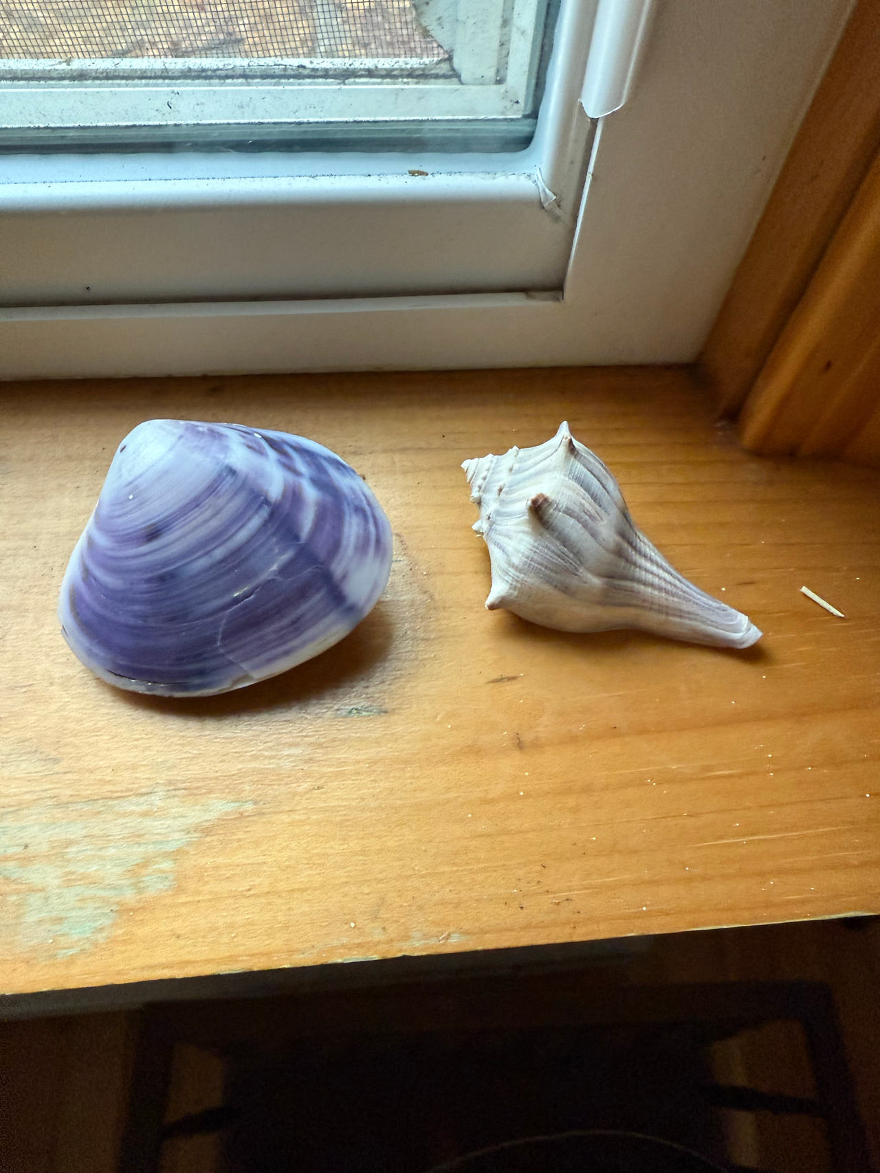 Natural Seashell Decor Set (Clam and Whelk)