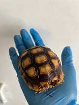 “Toy” Tortoise - Image 2