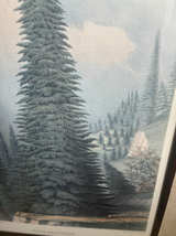 Antique Picea Bracteata Botanical Lithograph by W. Richardson - Image 5