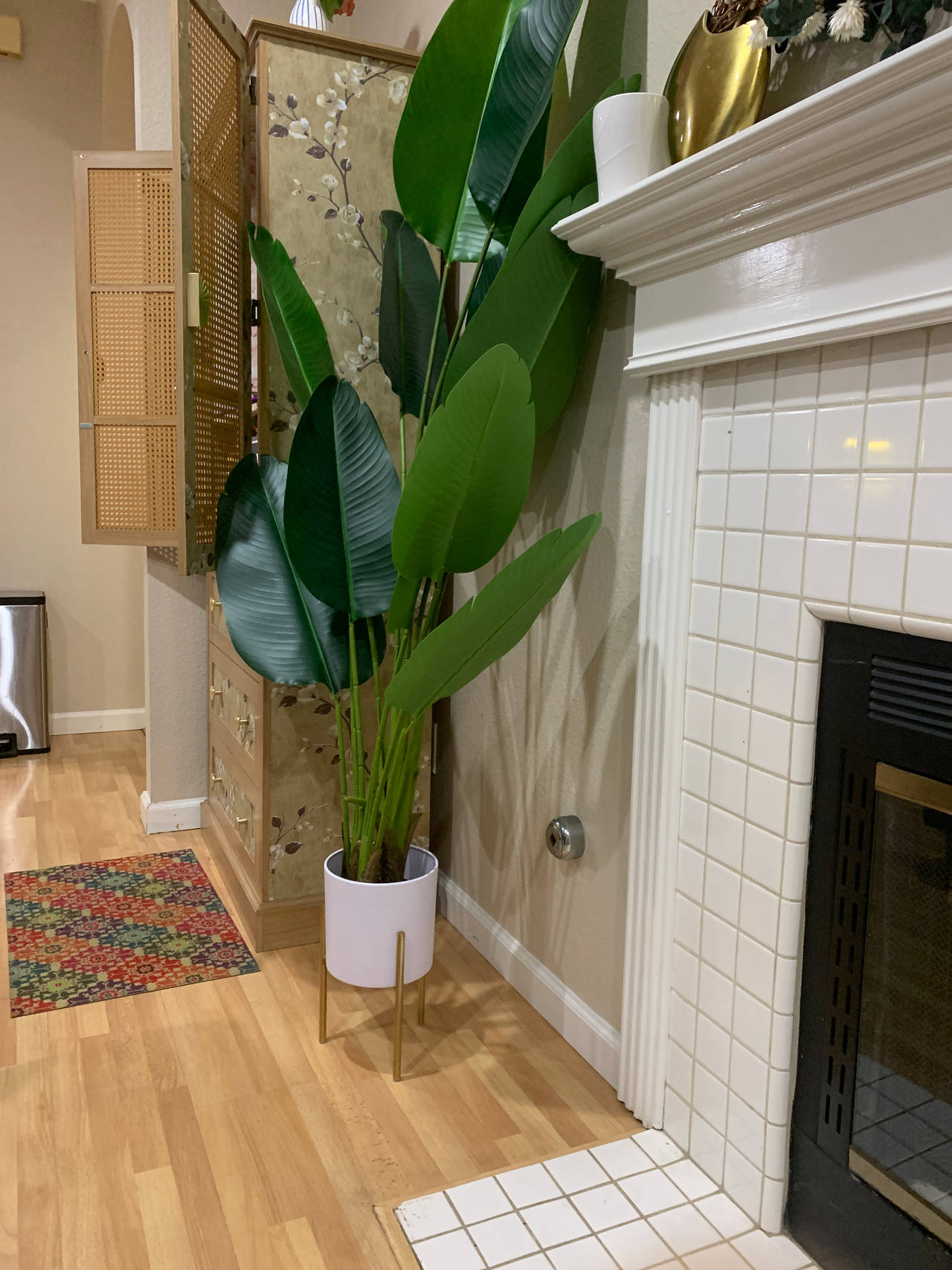 Bird of Paradise Plant