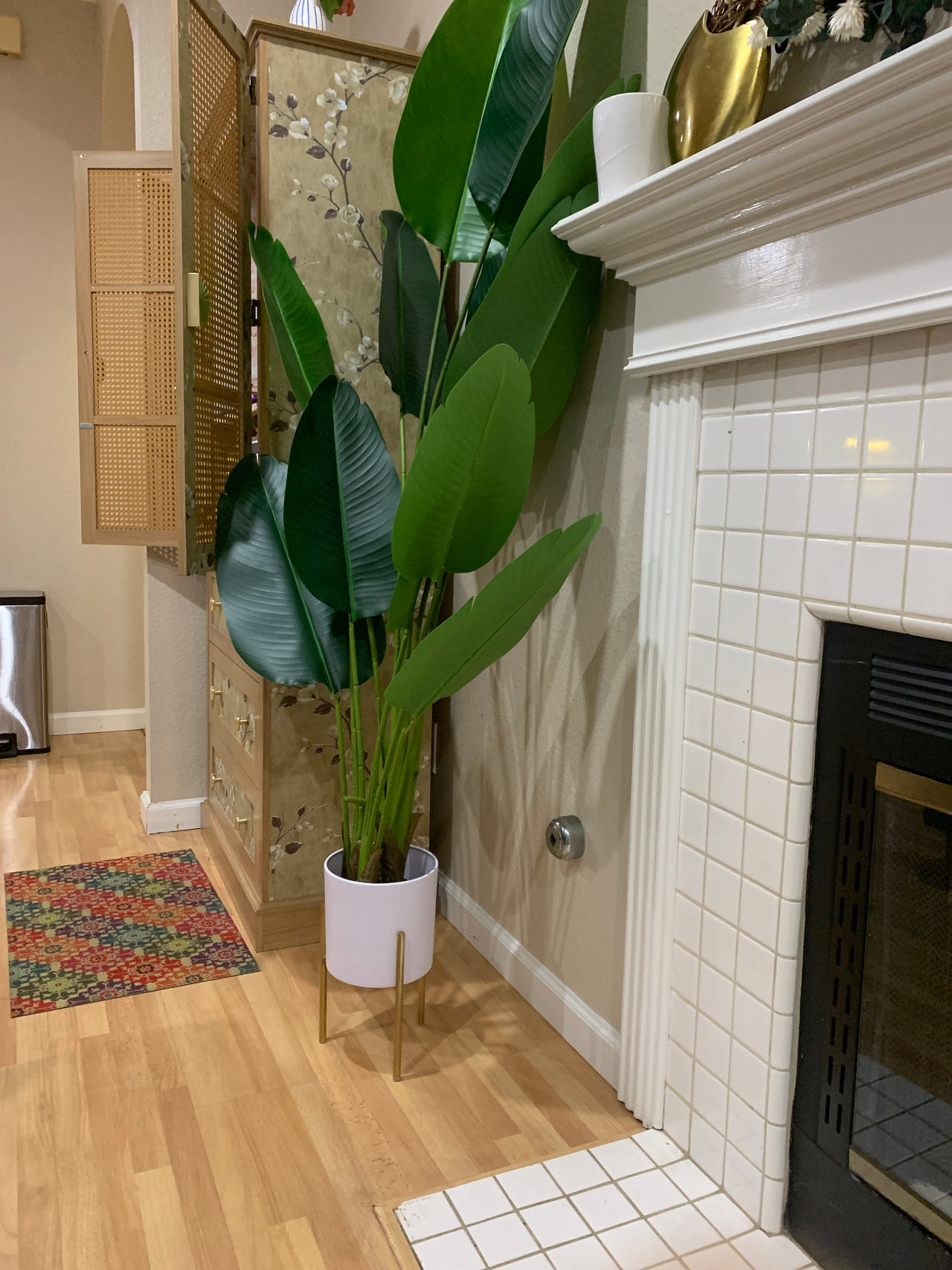 Bird of Paradise Plant