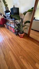 Giant White Bird of Paradise Plant - Image 2