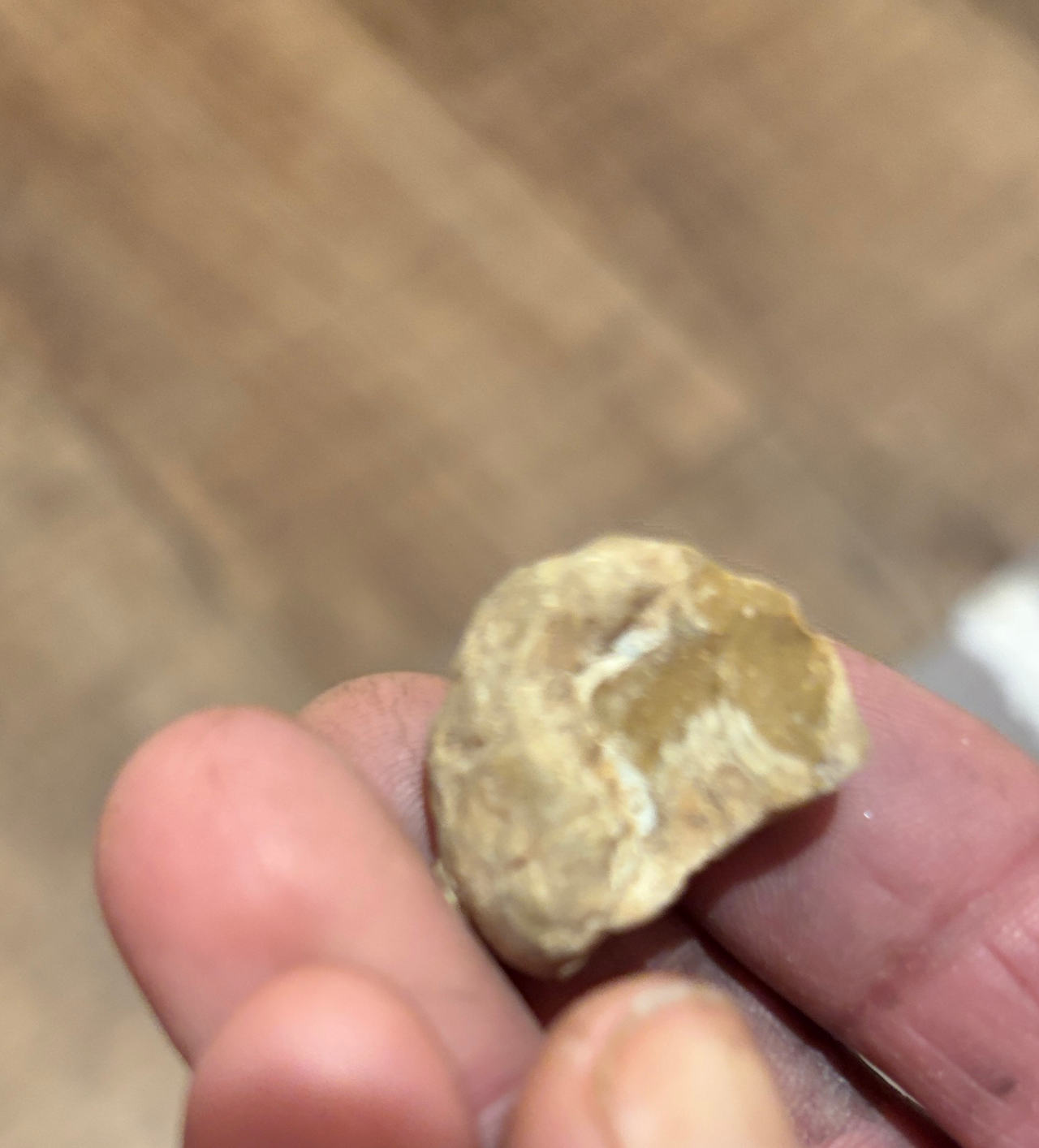 Fossilized Coral Specimen