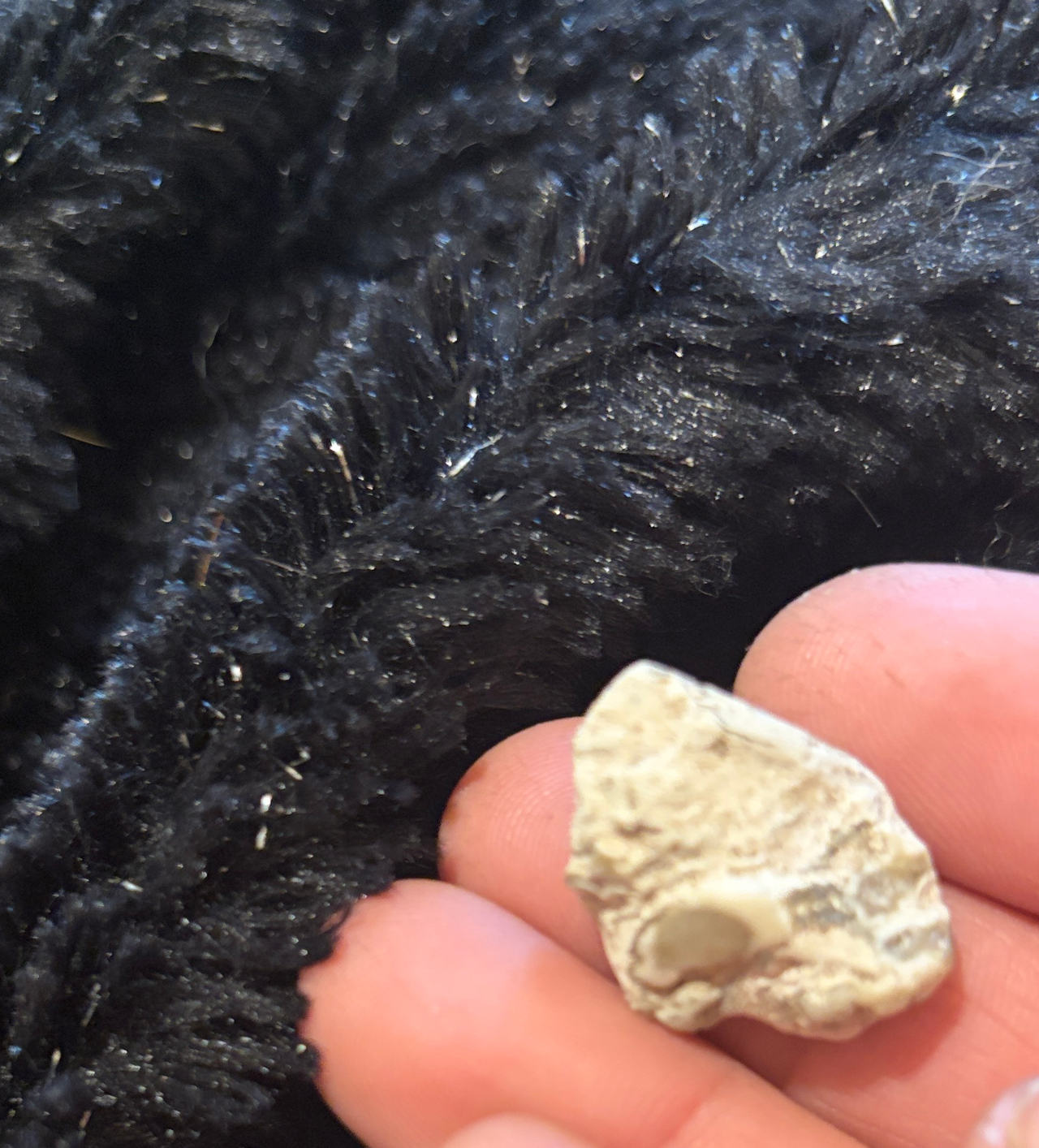 Fossilized Bone Fragment