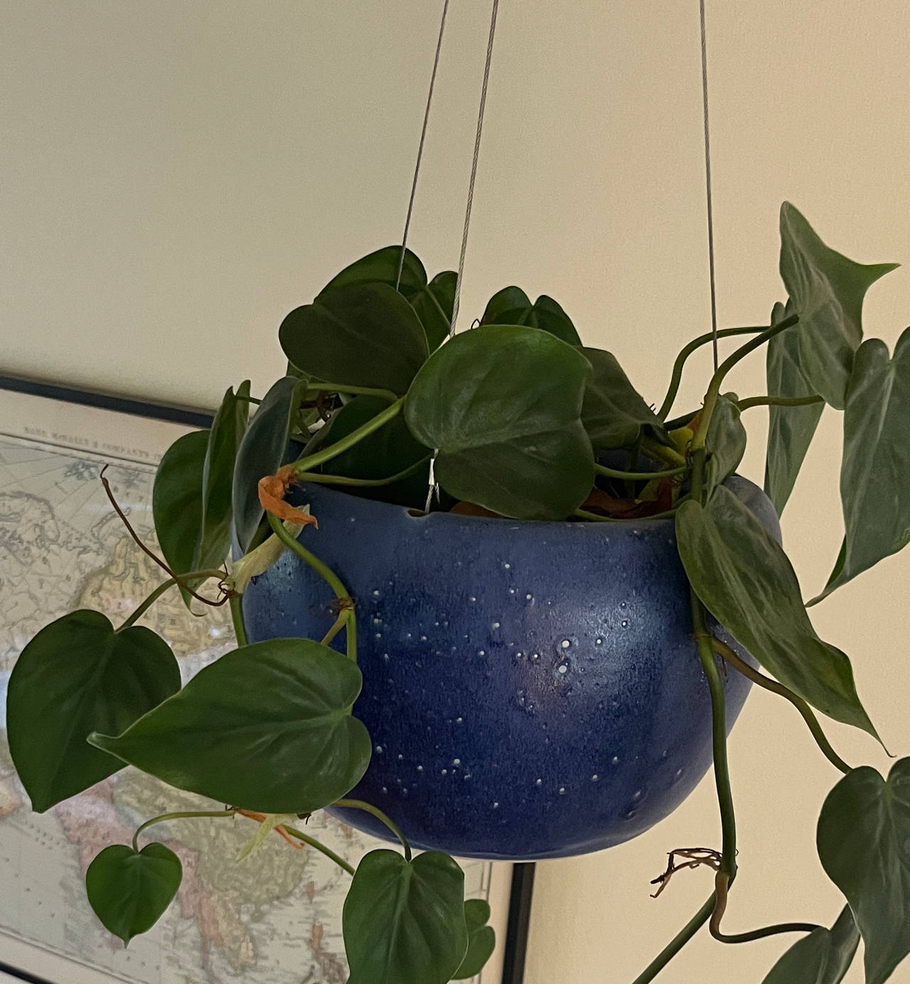 Pothos - Large and healthy pothos. Pot not included.