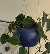 Pothos - Large and healthy pothos. Pot not included. - Image 1