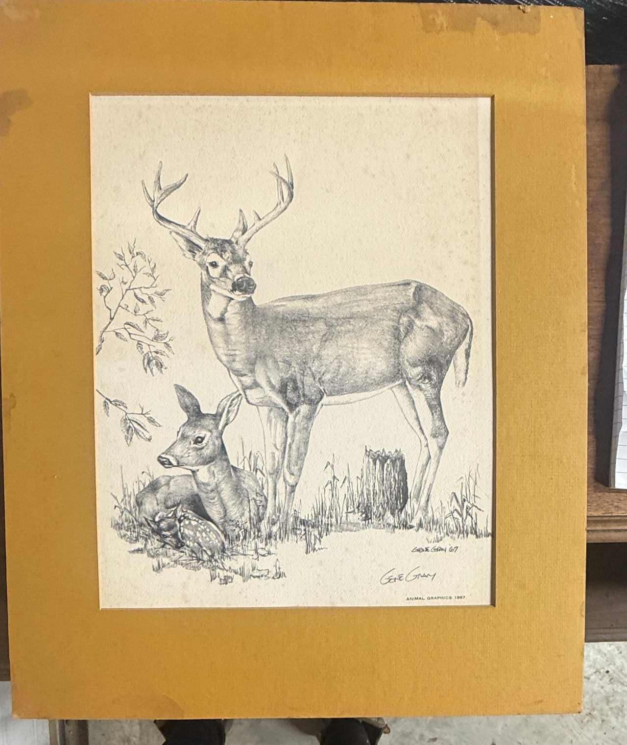 Gene Gray Deer Family Wildlife Print