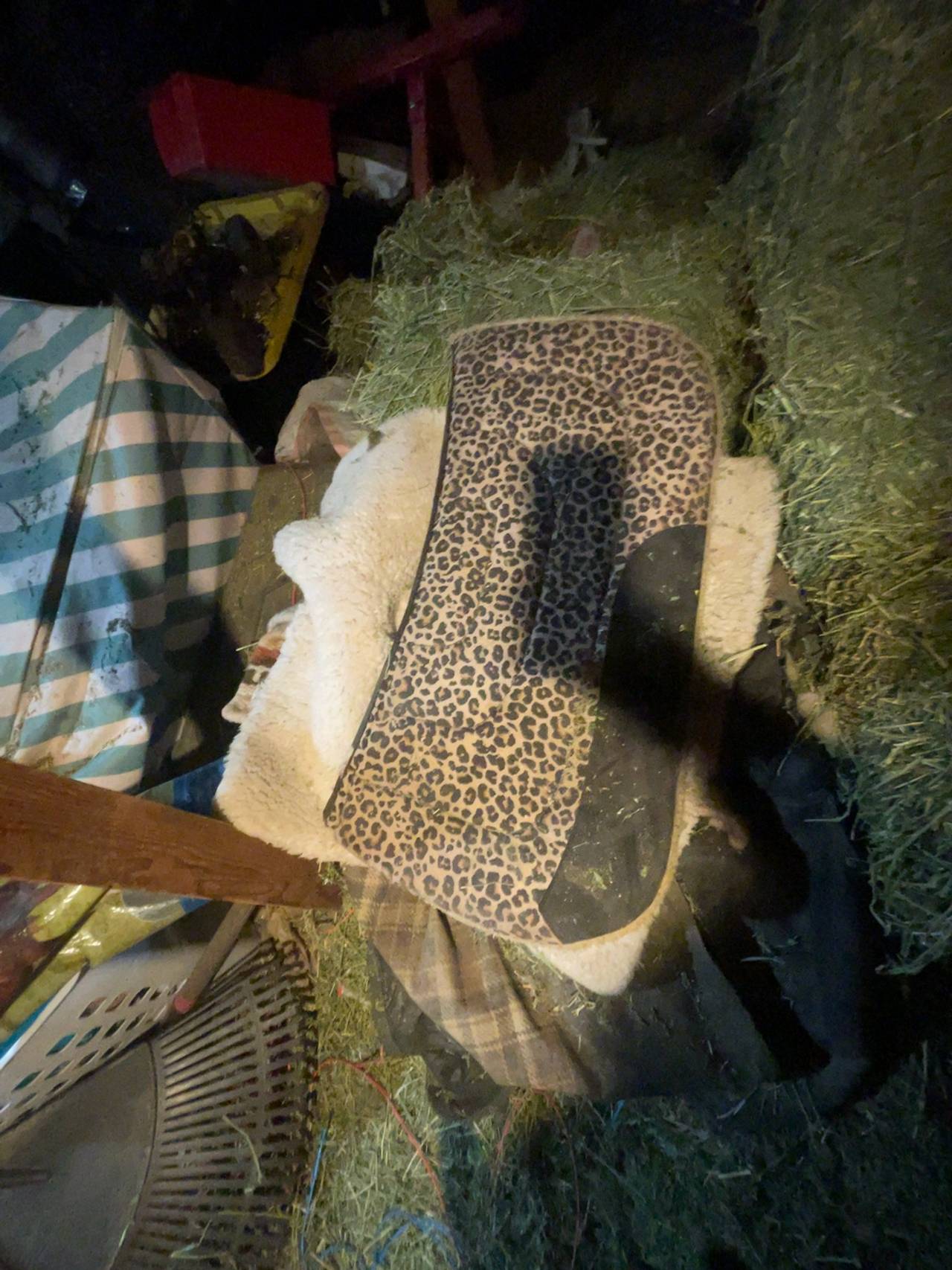 Best Ever Pads OG Leopard Saddle Pad with Red Line Embroidery