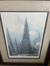 Antique Picea Bracteata Botanical Lithograph by W. Richardson - Image 3