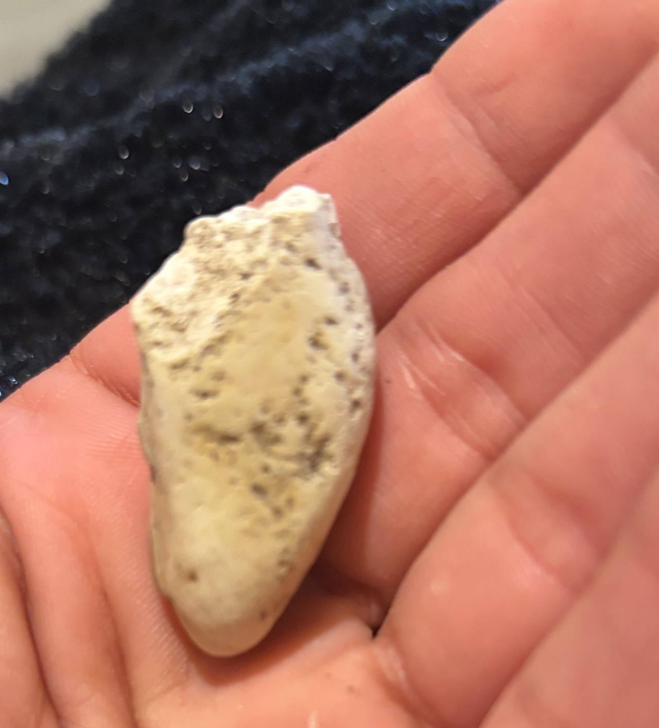 Fossilized Bone Fragment