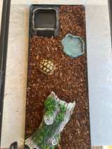Turtle tank - Image 3