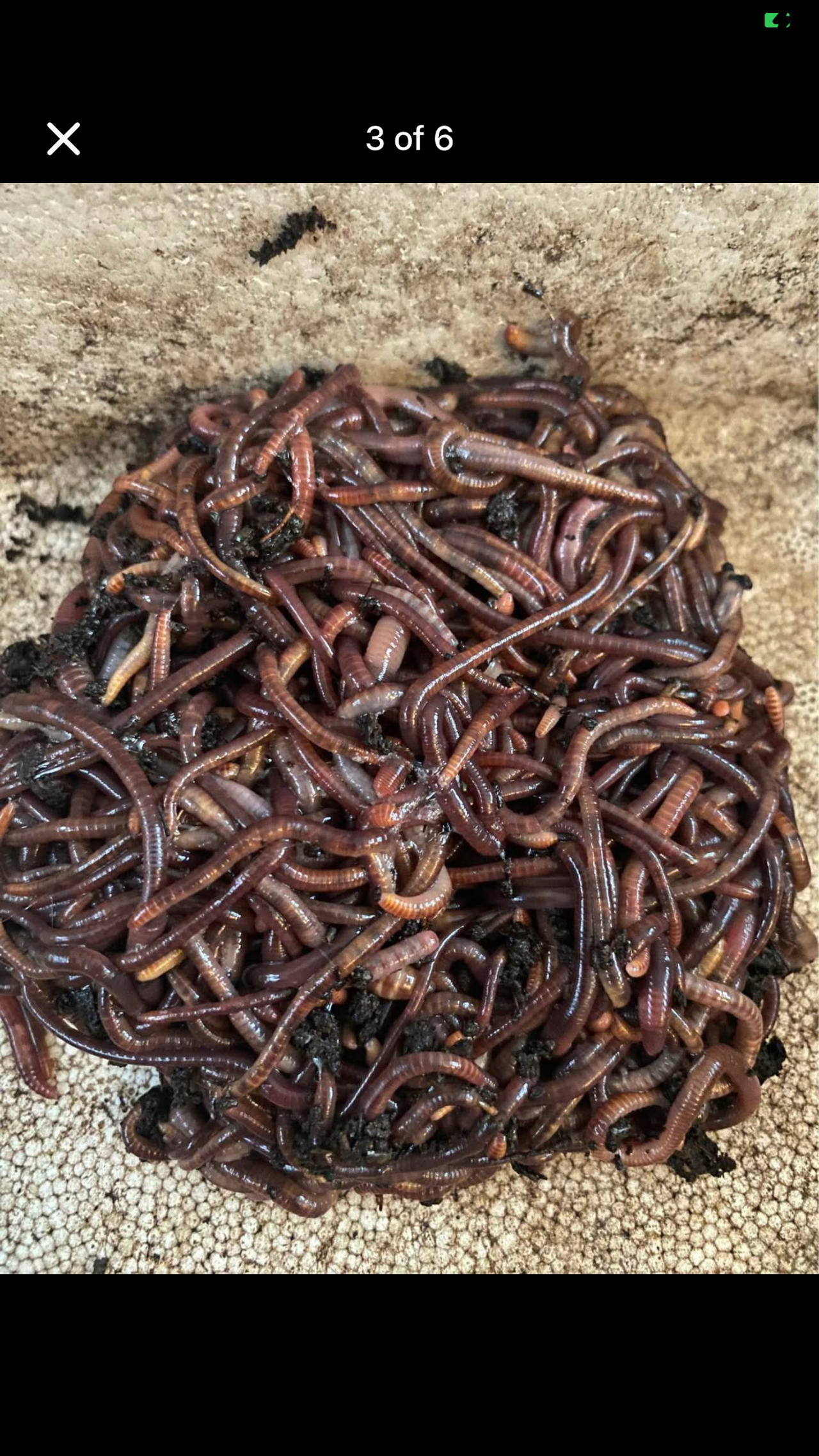 Red Wiggler Worms