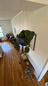 Pothos - Large and healthy pothos. Pot not included. - Image 3