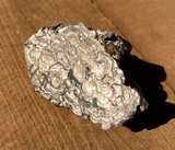 Stromatolite Fossil Specimen - Image 2