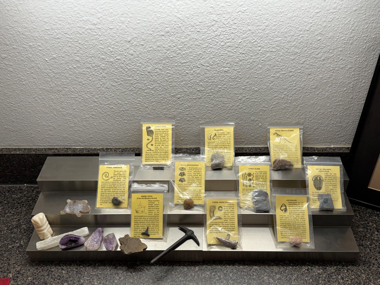 10 Piece Fossil Collection with Identification Cards