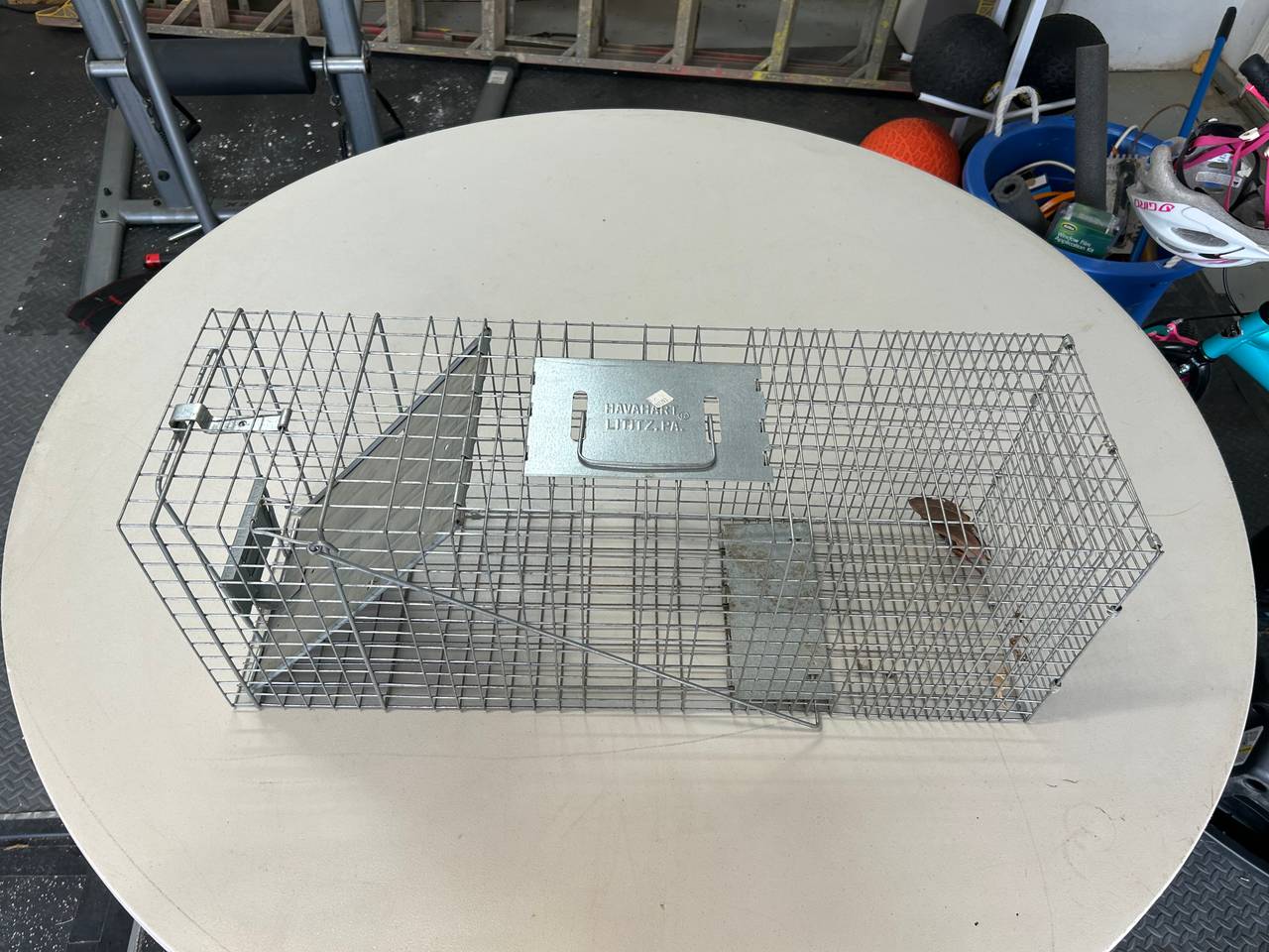 Havahart Live Animal Cage Trap