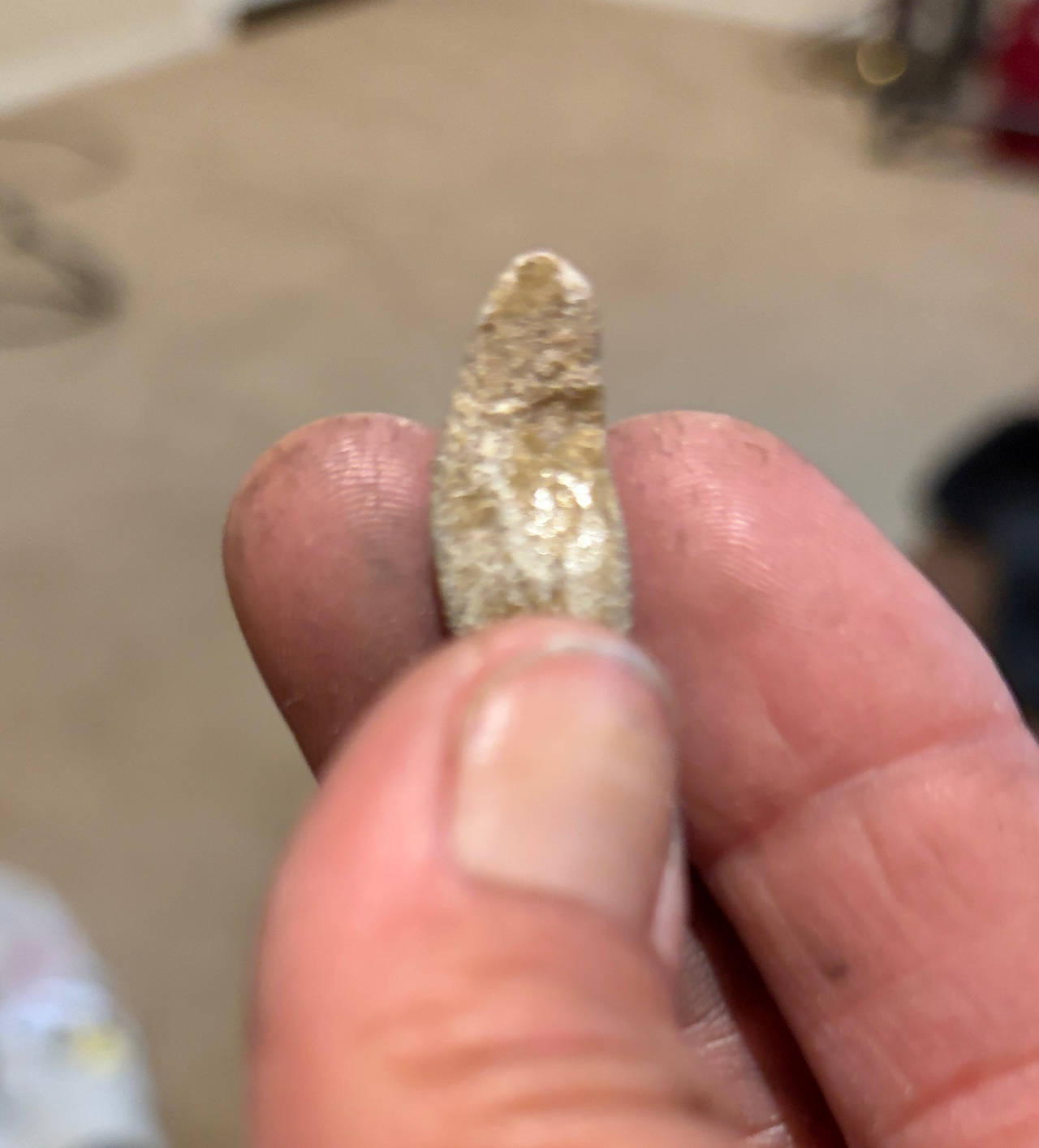 Fossilized Animal Tooth