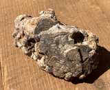 Stromatolite Fossil Specimen - Image 7