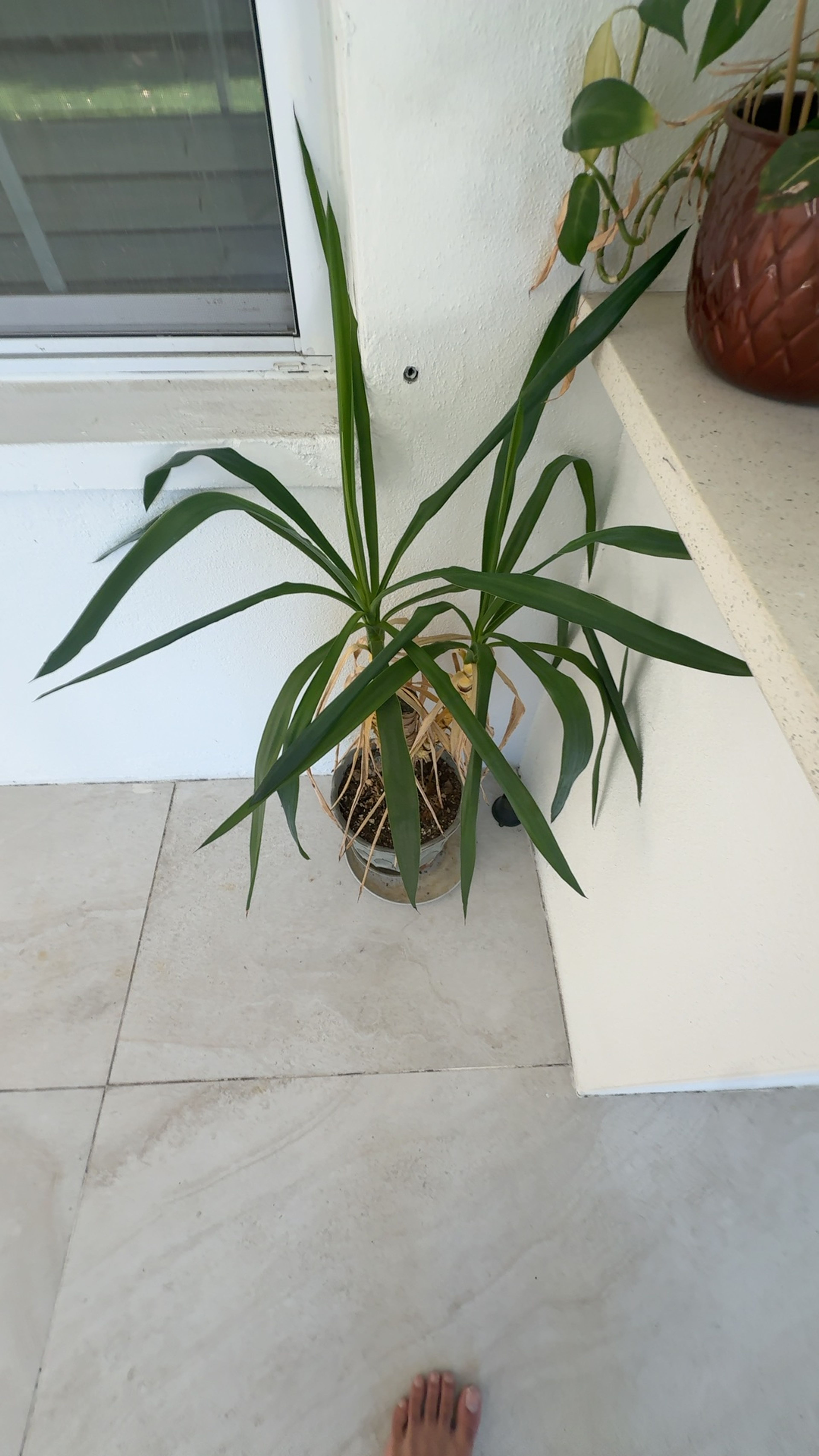 Dracaena Artificial Tree