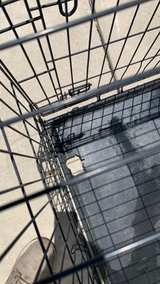 MidWest iCrate Folding Metal Dog Crate - Image 4