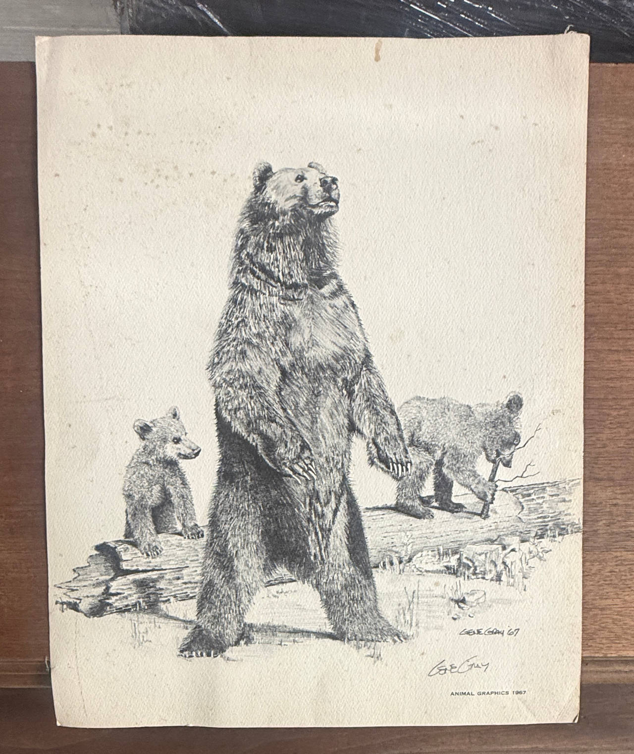 Gene Gray Grizzly Bear and Cubs 1967 Print