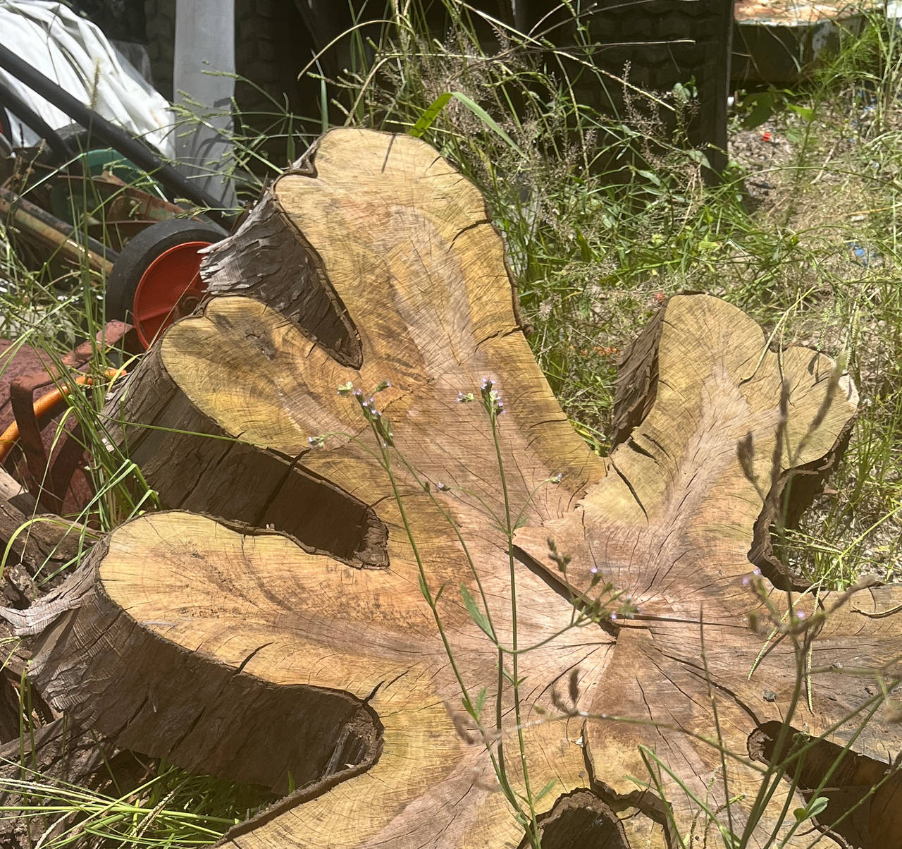 Live Edge Tree Trunk Slab