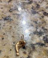 14k Yellow Gold Manatee Pendant Charm Natural Sea Shell Gold Rim Pendant - Image 1
