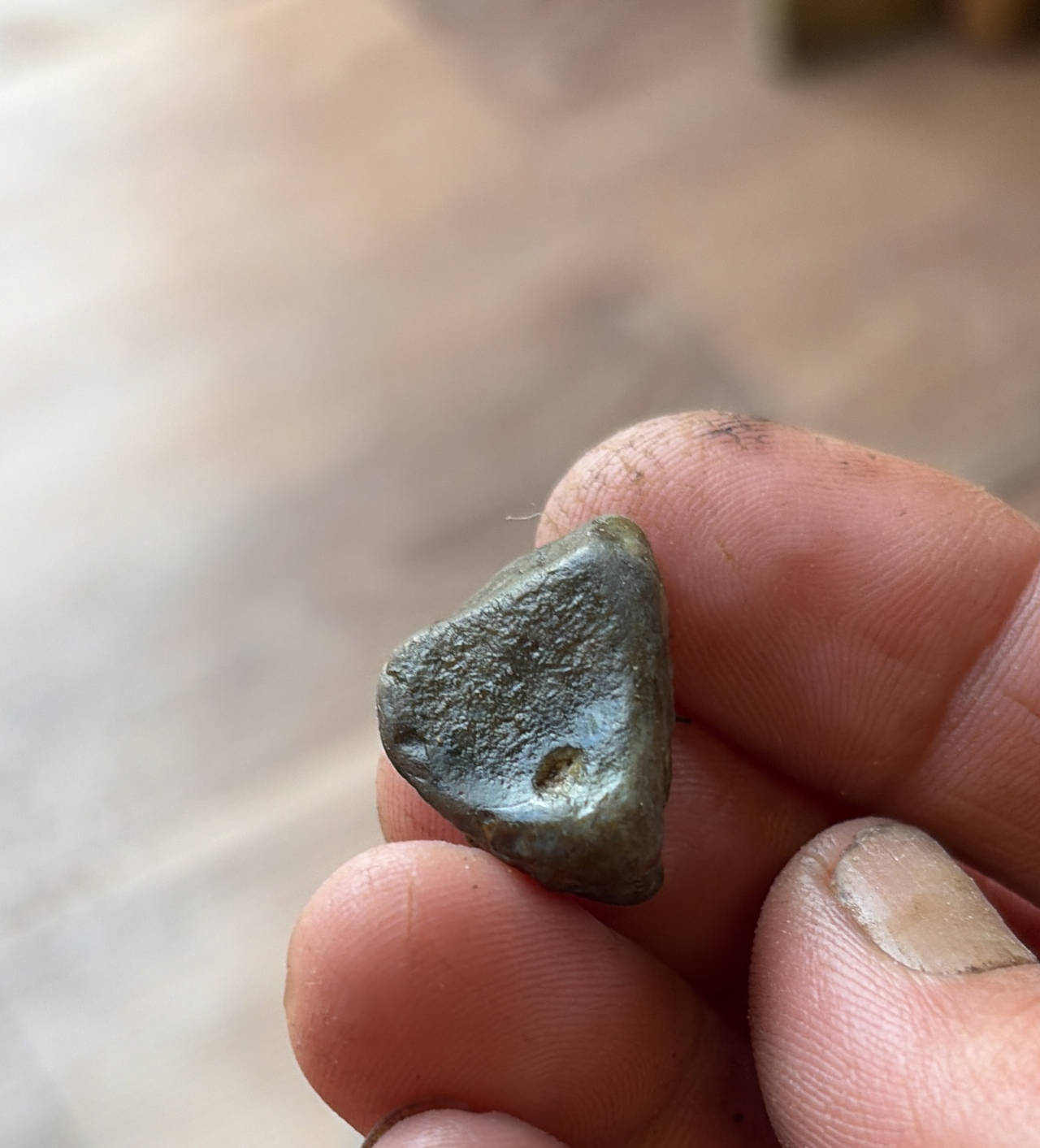 Fossilized Shark Vertebra Centrum