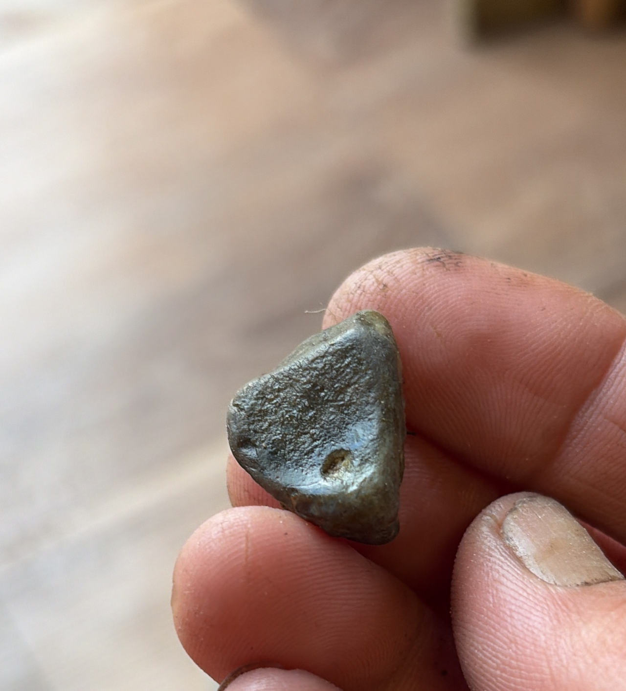 Fossilized Shark Vertebra Centrum