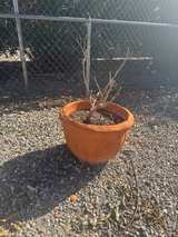 Terracotta Planter Pot - Image 3