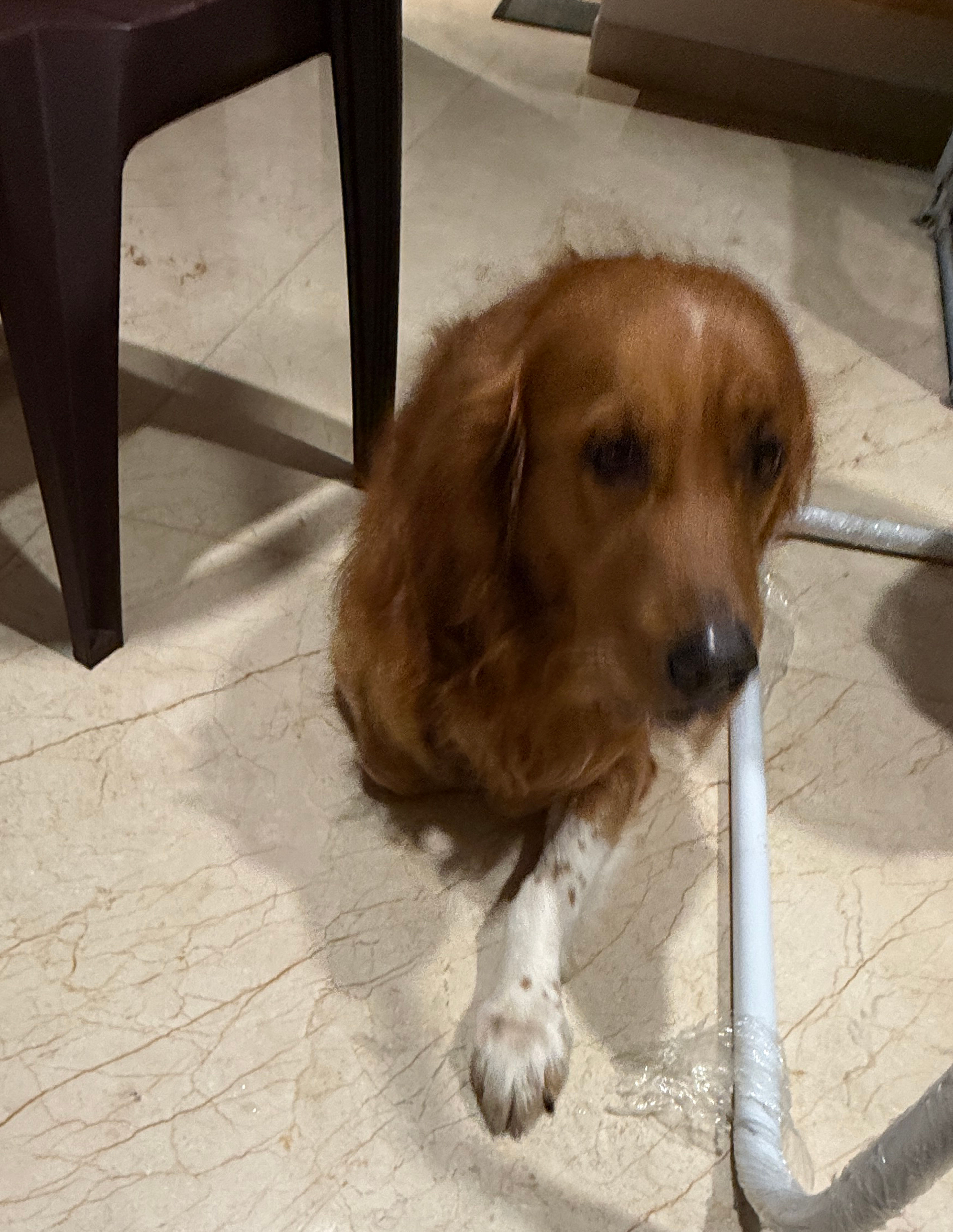 Golden Retriever Dog