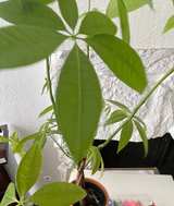 Braided Money Tree in Terracotta Pot - Image 2