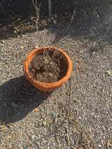 Terracotta Planter Pot - Image 4