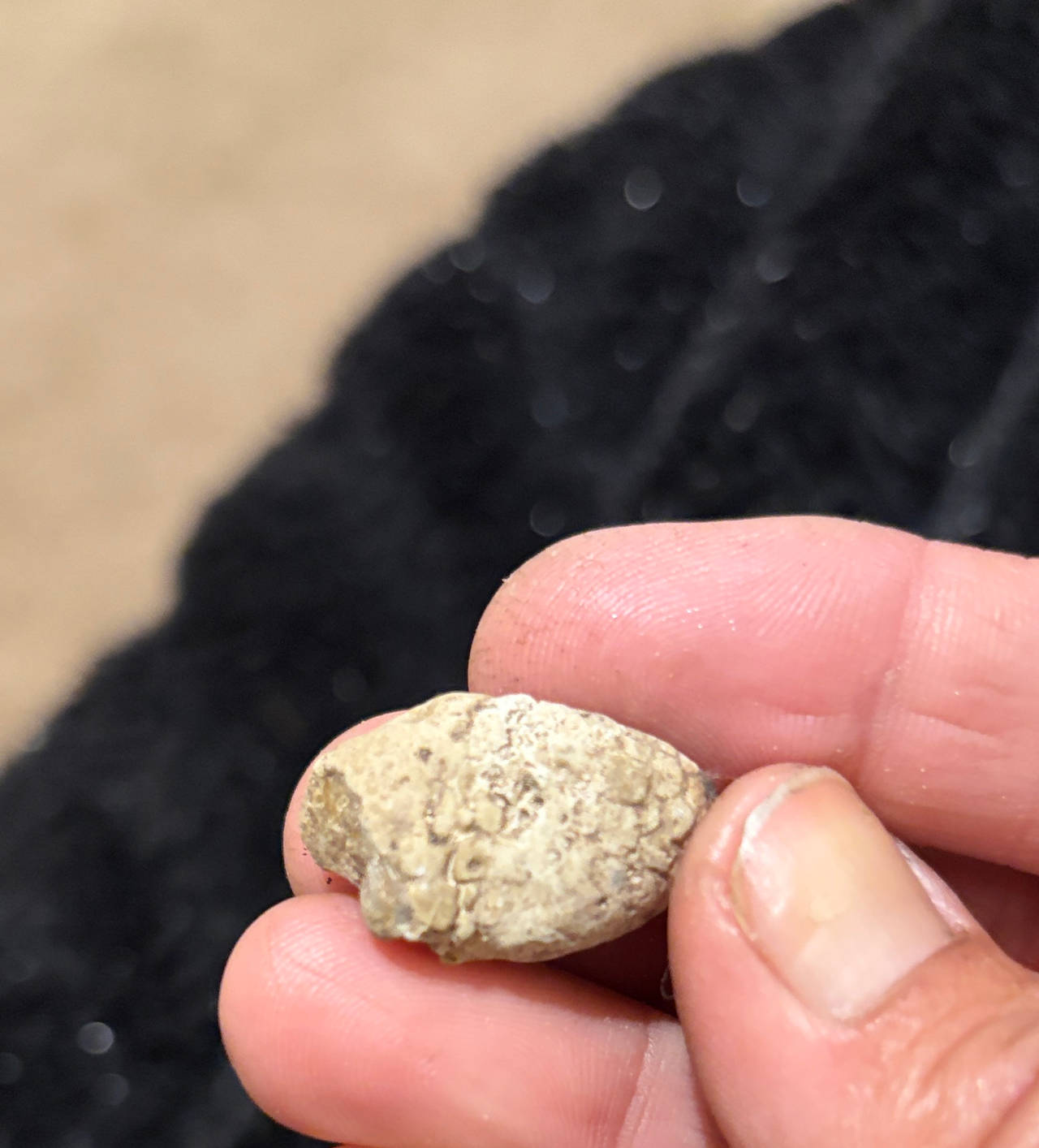 Fossilized Coral Stone