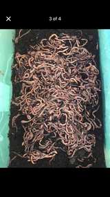100 Canadian night crawlers  - Image 3