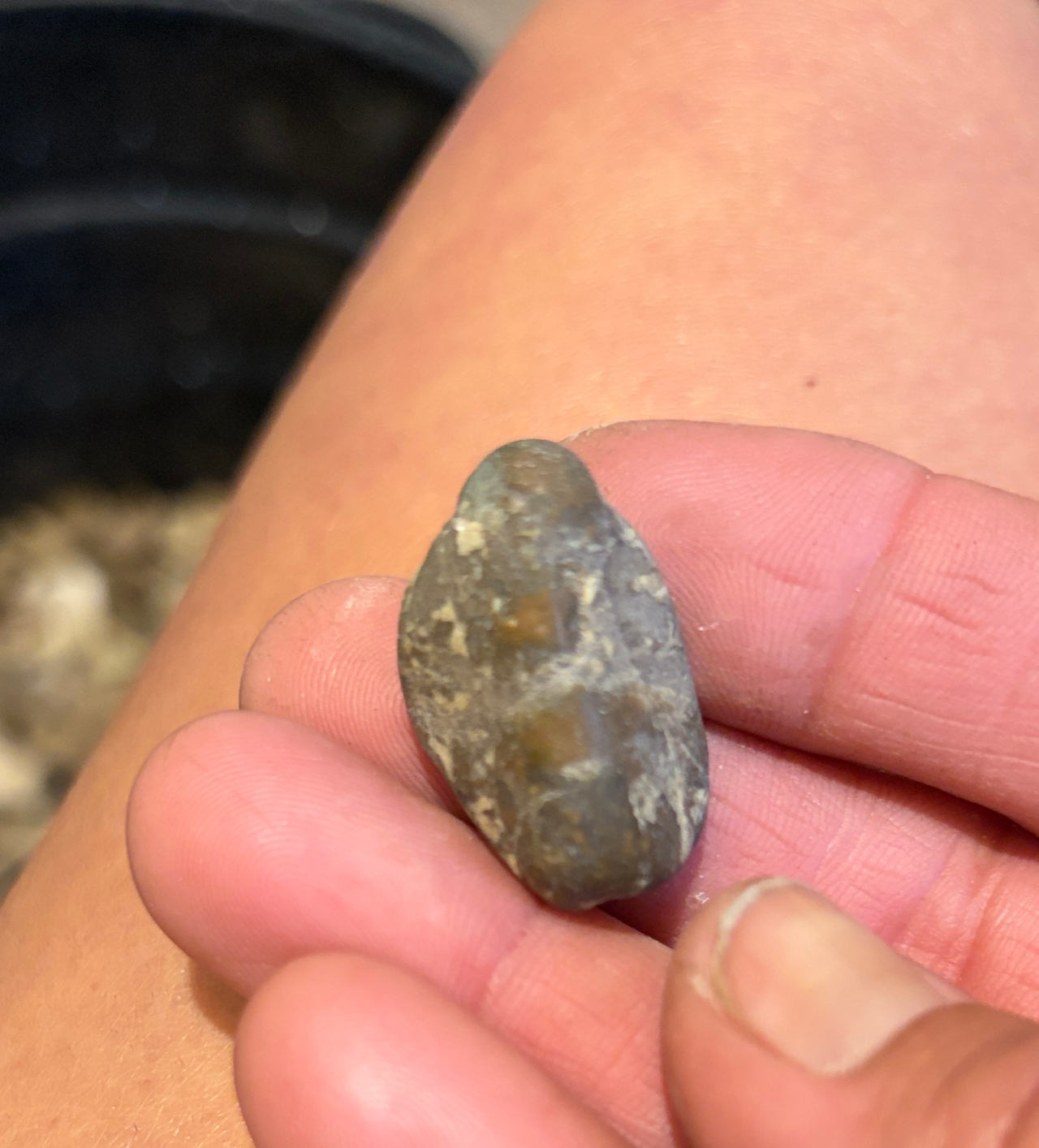 Fossilized Megalodon Shark Tooth