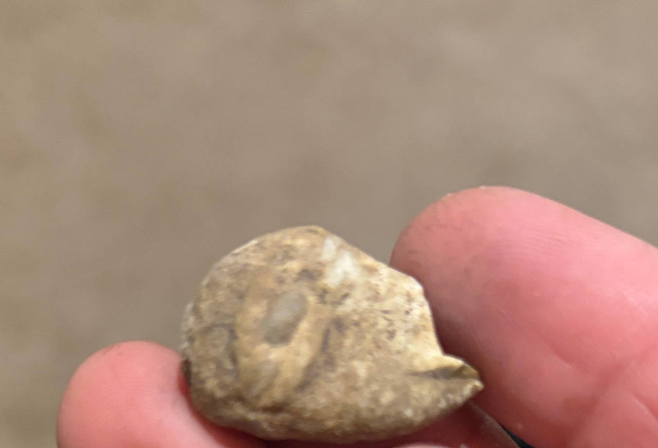 Fossilized Shell Fragment
