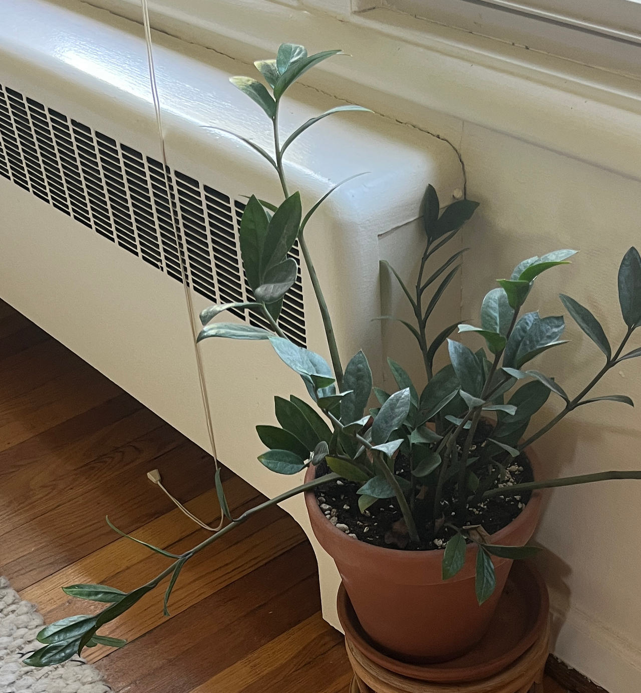ZZ Plant in Terra Cotta Pot